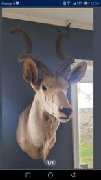 Taxidermie opgezette kudu, Verzamelen, Dierenverzamelingen, Zo goed als nieuw, Ophalen