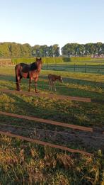 Paardenboxen te huur, pensionstalling regio Oedelem, Weidegang, 2 of 3 paarden of pony's