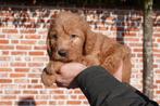 Prachtige Mini/Medium & Medium Labradoodle pups met stamboom, Dieren en Toebehoren, Parvo, België, Overige rassen, 8 tot 15 weken