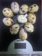 Kwartel eieren, Sexe inconnu, Autres espèces