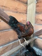 Prachtige kleurlegger haan, Dieren en Toebehoren, Pluimvee, Mannelijk, Kip