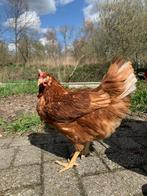 bruine legkippen, Dieren en Toebehoren