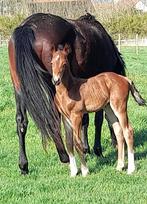 drachtige fokmerrie, Dieren en Toebehoren, Paarden, Merrie, Springpaard, Gechipt, 170 tot 175 cm