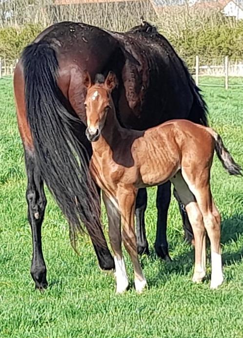 drachtige fokmerrie, Dieren en Toebehoren, Paarden, Merrie, Onbeleerd, 170 tot 175 cm, 11 jaar of ouder, Springpaard, Met stamboom