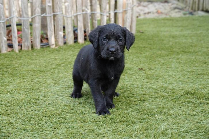 Superbes chiots Labrador noirs, Animaux & Accessoires, Chiens | Retrievers, Épagneuls & Chiens d'eau, Plusieurs animaux, Labrador retriever