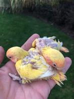 Geel baby dwergpapagaais, Dieren en Toebehoren, Vogels | Parkieten en Papegaaien