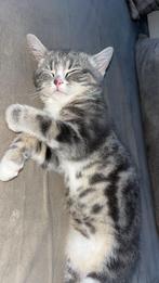 Bristekorthaar/europees, Poes, 0 tot 2 jaar