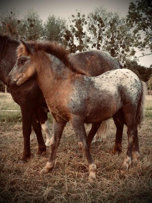 Shetland hengstenveulen, Dieren en Toebehoren, Pony's