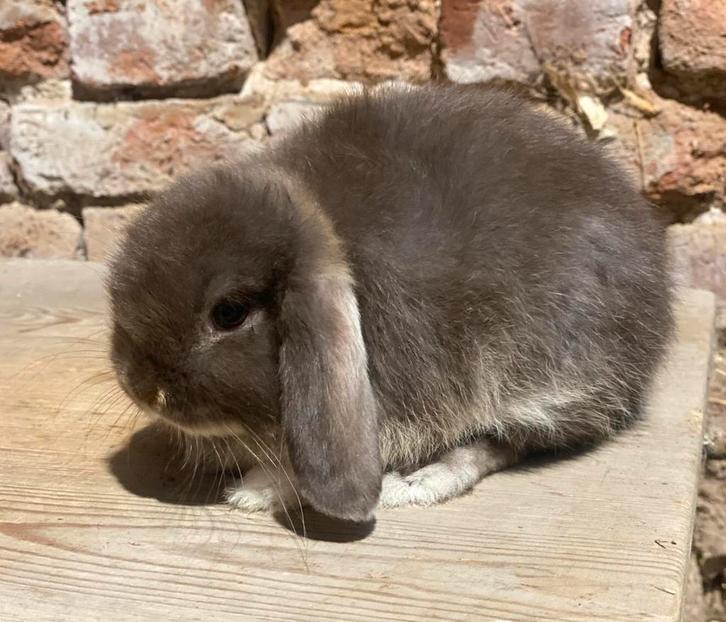 Minilopjes, Dieren en Toebehoren, Konijnen, Dwerg, Meerdere dieren, 0 tot 2 jaar, Hangoor
