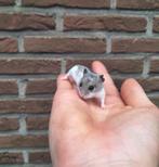 Jonge chinese dwerghamsters, handtam, Hamster, Tam