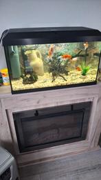 Aquarium Juwel, Dieren en Toebehoren, Ophalen of Verzenden