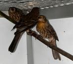 Mexicaanse roodmus, Animaux & Accessoires, Oiseaux | Canaris, Plusieurs animaux