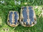 Testudo Hermanni Hermanni, Tortue, 11 ans ou plus