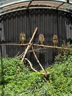 Kweekkoppel oehoe uilen, Meerdere dieren, Roofvogel, Geringd