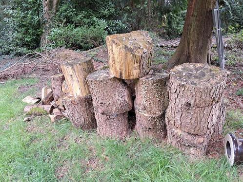 Sapin à donner, Tuin en Terras, Brandhout, Ophalen