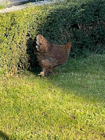 brahma kippen te koop, Dieren en Toebehoren