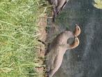 Roodkopganzen 2025, Meerdere dieren, Gans of Zwaan