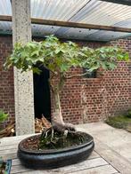 Bonsai Acer Palmatum, Enlèvement