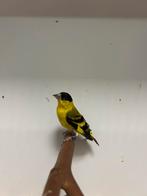 2-1 yarrel sijs ( in nl ), Dieren en Toebehoren, Meerdere dieren, Tropenvogel, Geringd