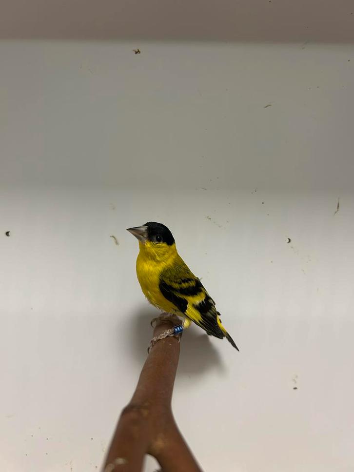 2-1 yarrel sijs ( in nl ), Dieren en Toebehoren, Vogels | Overige Vogels, Tropenvogel, Meerdere dieren, Geringd