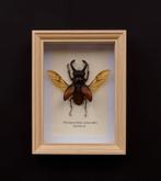 kever in kader, Verzamelen, Dierenverzamelingen, Ophalen of Verzenden, Nieuw, Insect, Opgezet dier