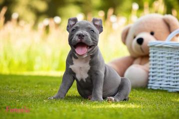 PRACHTIGE AMERICAN BULLY PUPS  beschikbaar voor biedingen