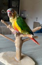 Conure Pyrrhura Eam, Animaux & Accessoires, Mâle, Perroquet, Parleur