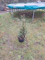 Haagconiferen, Tuin en Terras, Ophalen, In pot