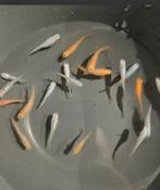 Medakka rijstvissen color mix, Dieren en Toebehoren, Vissen | Aquariumvissen, Vis, Zoetwatervis, Schoolvis