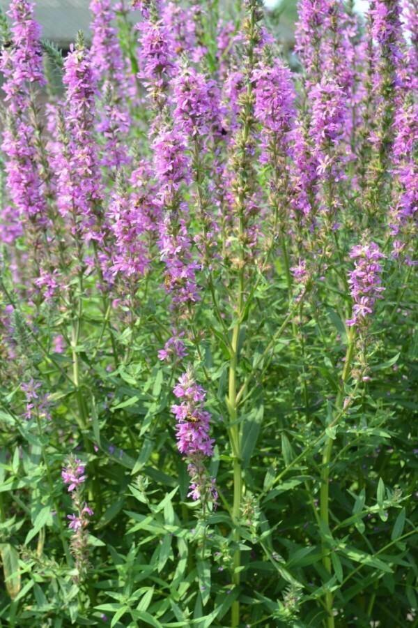 Lythrum salicaria, Tuin en Terras, Planten | Tuinplanten, Vaste plant, Halfschaduw, Ophalen