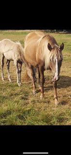 RMH (Rocky Mountain Horse) merries en merrieveulens te koop, Dieren en Toebehoren, Merrie