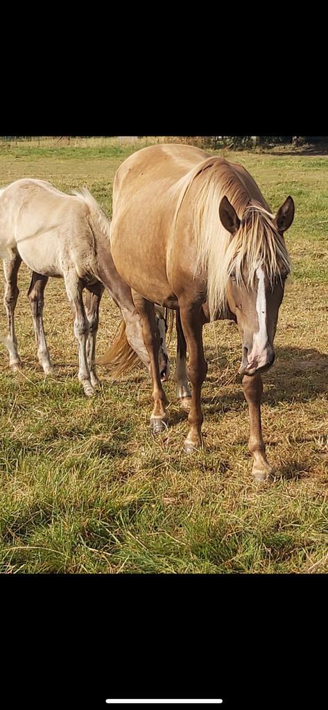 RMH (Rocky Mountain Horse) merries en merrieveulens te koop, Dieren en Toebehoren, Paarden, Merrie