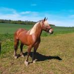 Fries x Comtois geheel getal, Dieren en Toebehoren, Paarden, Hengst, Gechipt