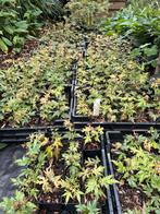 Japanse esdoorn, Tuin en Terras, Ophalen