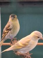 Sijzen, Dieren en Toebehoren, Vogels | Overige Vogels