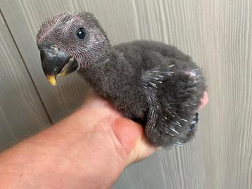 ️️️️️❤️ Tamme baby edelpapegaai (pop) van 4,5 weken oud beschikbaar voor biedingen