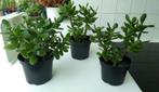 Crassula ovata - Jadeplant (kamerplant), Ophalen, Vetplant