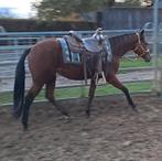 🇱🇷AMERICAN QUARTER HORSE🇱🇷top pedigree💥, Dieren en Toebehoren, Hengst, Zadelmak