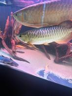 Butik merah bleubase crossback