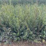 Taxus blote wortel aan stuntprijzen!, Ophalen, Taxus