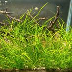 Aquariumplant - Sagittaria subulata (klein pijlkruid)