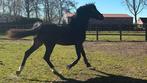 4j springpaard, Dieren en Toebehoren, Paarden, Springpaard, Gechipt, Ruin, Onbeleerd