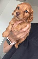 Teckel pup Langhaar dwergteckel, Dieren en Toebehoren, België, Fokker | Hobbymatig, CDV (hondenziekte), 8 tot 15 weken