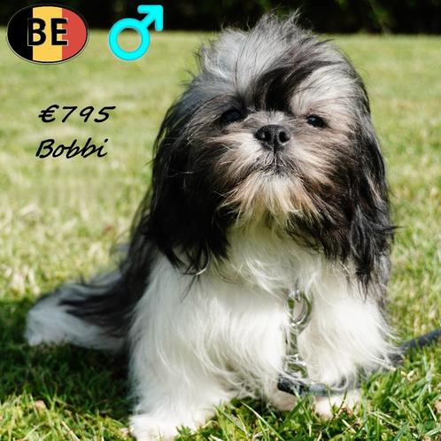 "Bilou & Bobbi" - Leuke Shih Tzu broertjes, Dieren en Toebehoren, Honden | Chihuahua's en Gezelschapshonden, Reu, Overige rassen