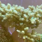 Capella kenia tree, Dieren en Toebehoren, Ophalen, Zo goed als nieuw, Plant(en), Steen of Hout