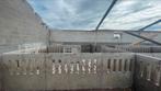 Betonscheidingen, Dieren en Toebehoren, Meerdere dieren, Varken, 6 jaar of ouder