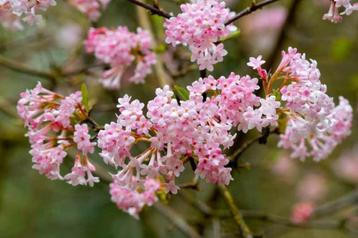 Viburnum bodnantense beschikbaar voor biedingen