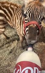 Zebra, Animaux & Accessoires, Animaux Autre, Plusieurs animaux