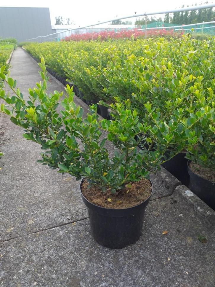 Japanse hulst / Ilex crenata 'Green Hedge', Tuin en Terras, Planten | Struiken en Hagen, Hulst, Ophalen