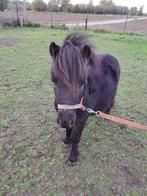 Shetlander te koop, Dieren en Toebehoren, Pony's